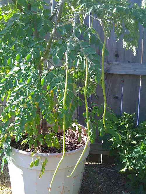 Healthy Juice and Smoothie Plants 2