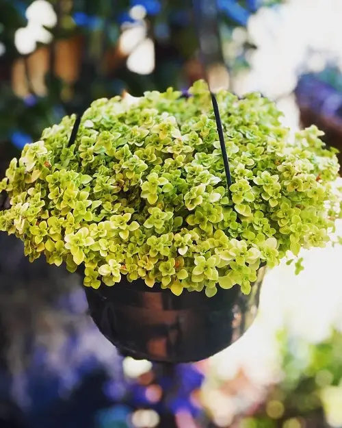 Sedums varieties 4