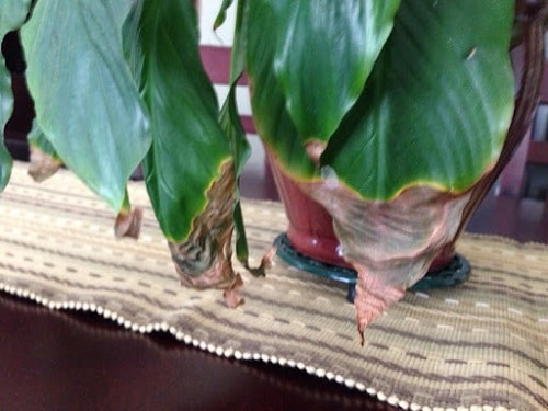 Salt Build Up in the Soil