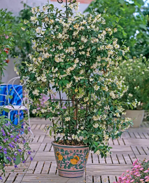 Drought Tolerant Vines in pot