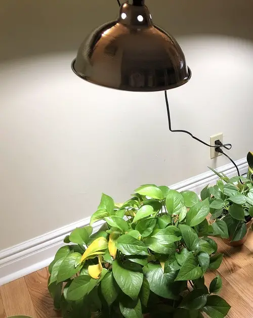 Pothos Leaves Turning Yellow too much light