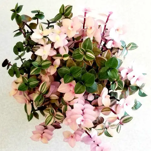 Most Popular Callisia Repens Varieties 2