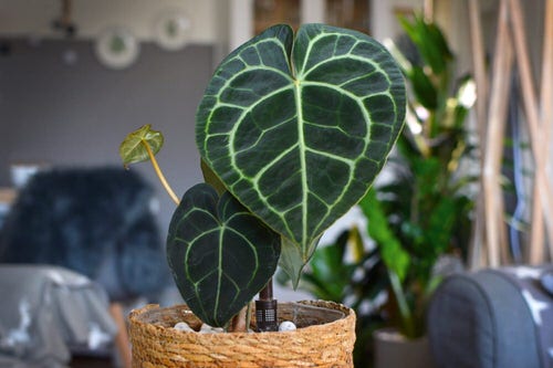 Fanciest Anthuriums 2