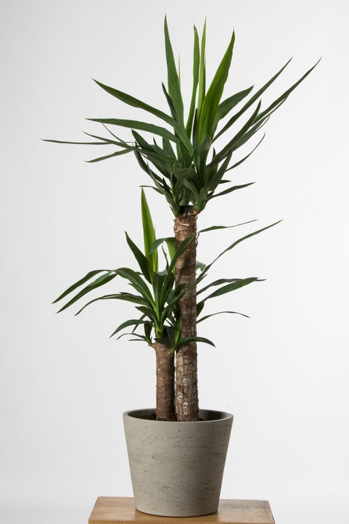 Succulents that Don't Need Water Before a Month 2