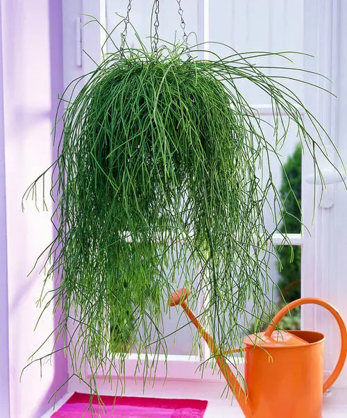 top Best Hanging Succulents