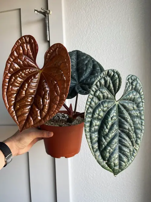Fanciest Anthuriums 15