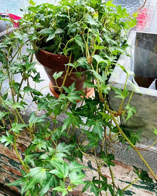 Climbing Plants for Pots 30