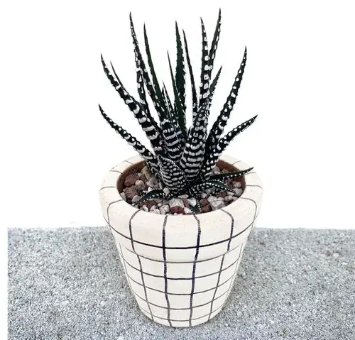 Low Maintenance Indoor Plant-Zebra Plant