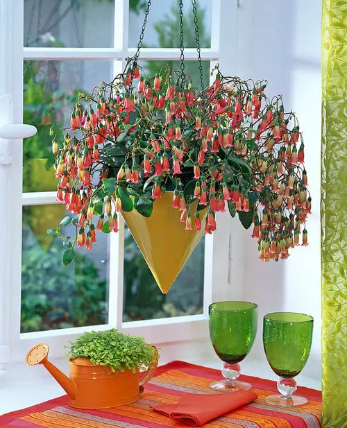 Best Hanging Succulents with Picture indoor