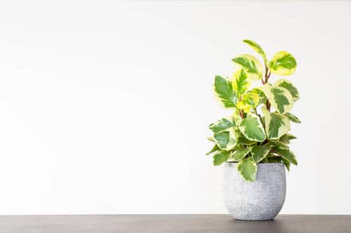 Low Maintenance Indoor Plant-Emerald Pepper Peperomia