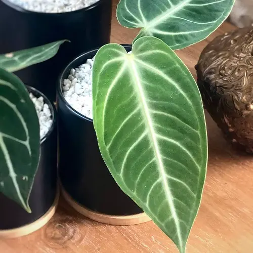 Fanciest Anthuriums 16