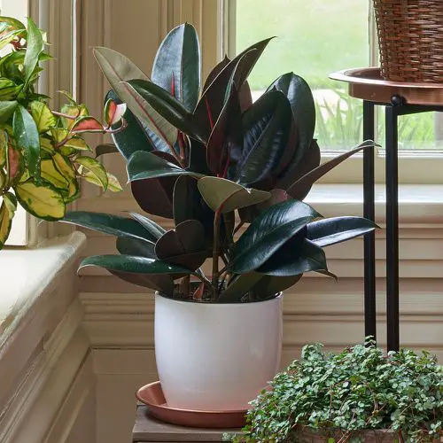 Low Maintenance Indoor Plant-Rubber plant