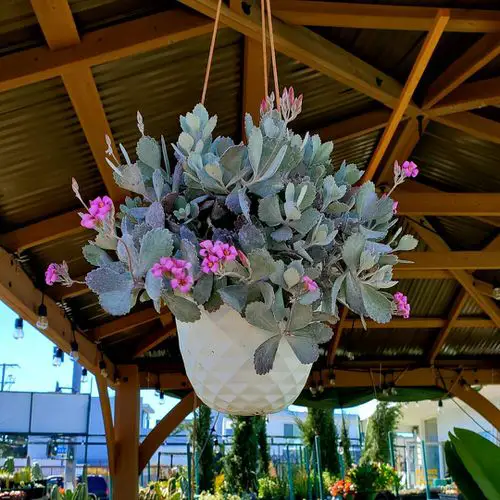 Best Hanging Succulents with Pictures outdoor