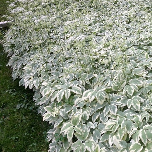 Flowering Ground Cover 33