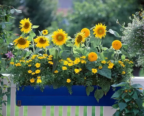 The Best Flowers in Full Sun in balcony