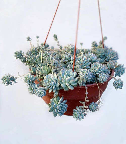 Best Hanging Succulents