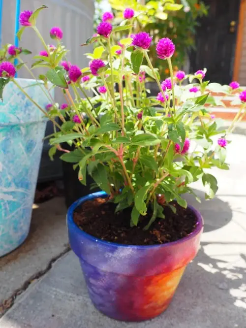 top Best Flowers in Full Sun