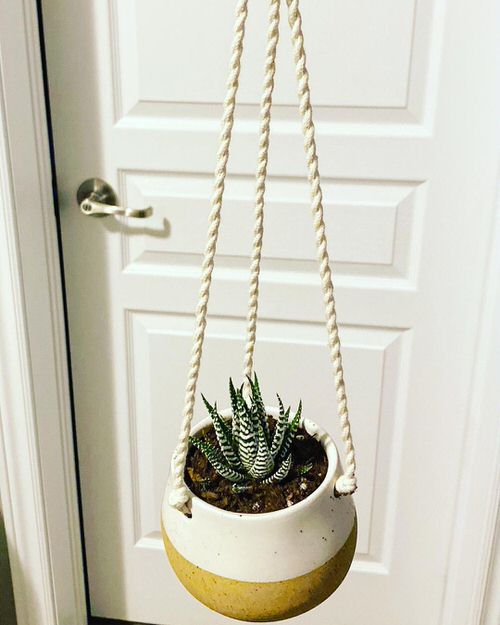 Best Hanging Succulents with Pictures near door