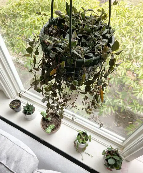 Best Hanging Succulents with Pictures near bed