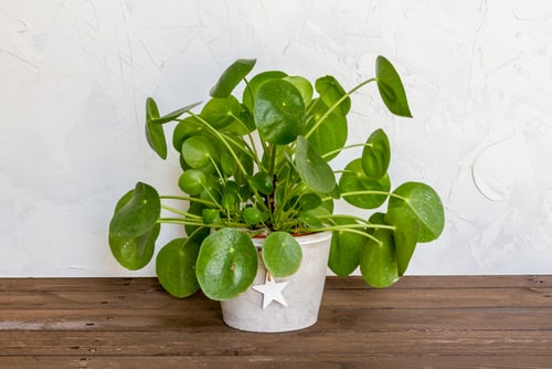 Low Maintenance Indoor Plant-Chinese