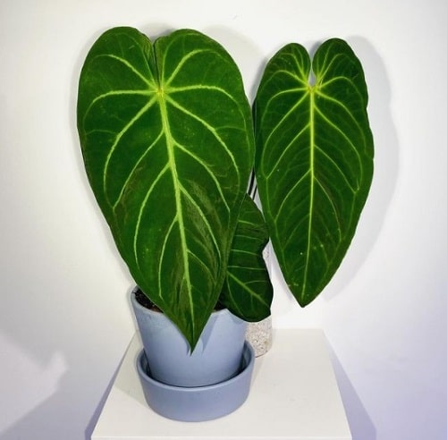 Fanciest Anthuriums 18