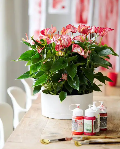 Low Maintenance Indoor Plant-Anthurium