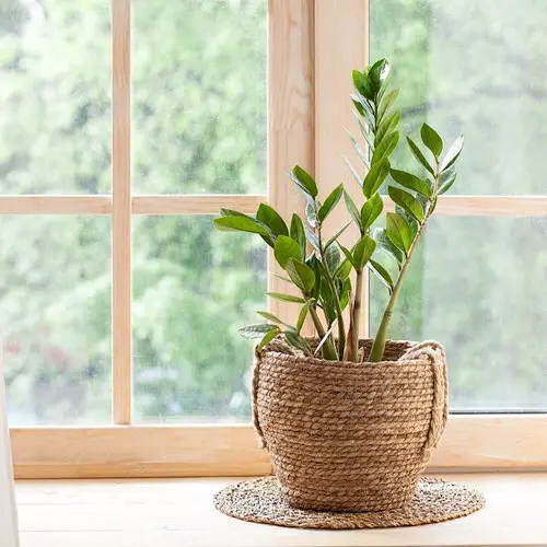 Low Maintenance Indoor Plant-Zz Plant