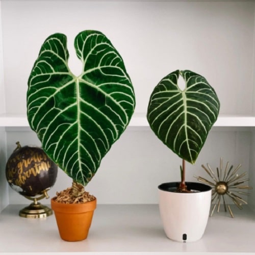 Fanciest Anthuriums 19