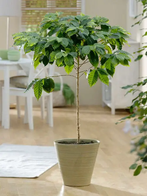 Low Maintenance Indoor Plant-Coffee