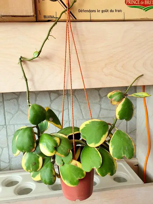 beautiful Hanging Succulents with Pictures
