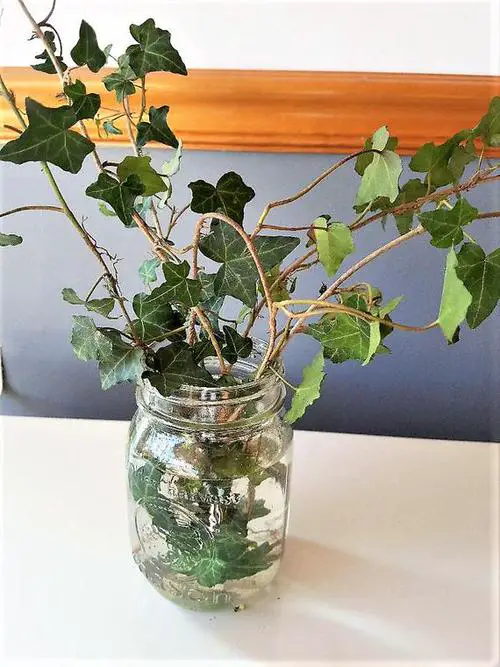 English Ivy in a Small Mason Jar