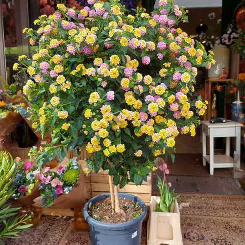 How to Grow Lantana 2