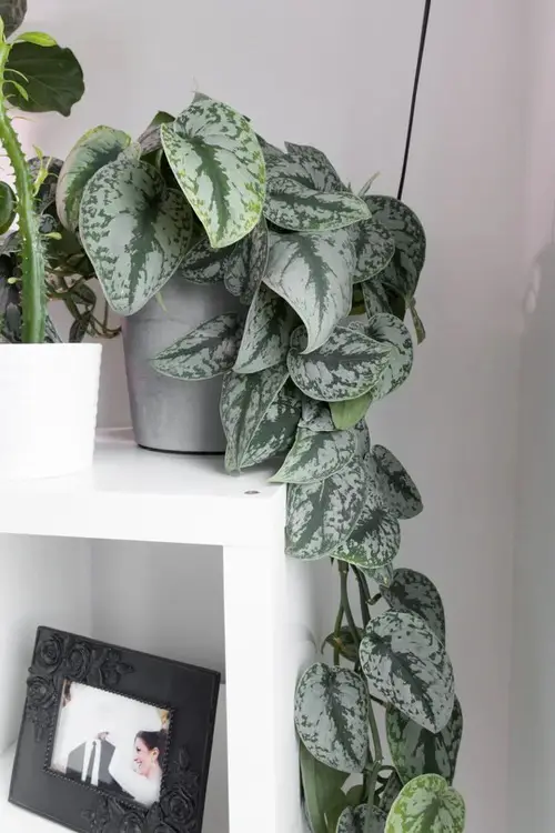 Silver Satin Pothos Pictures 2