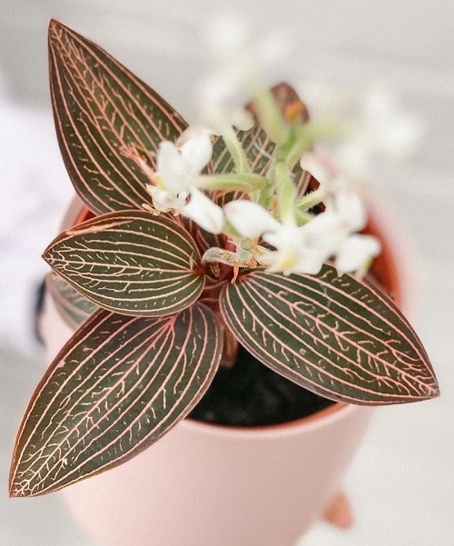Beautiful Orchids with Decorative Foliage