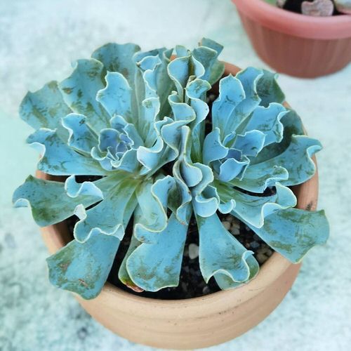 Best Blue Succulents 2