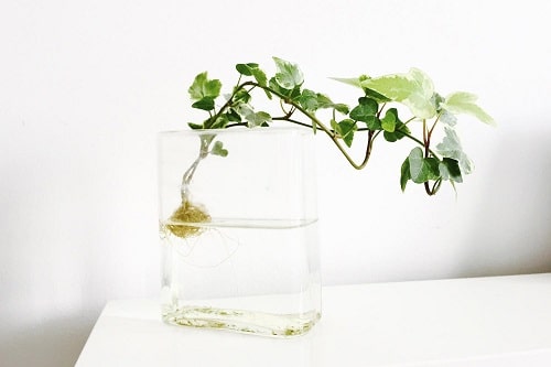 Growing Indoor Plants in Water 2