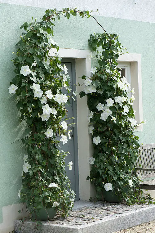 Moonflower Flowering Vines
