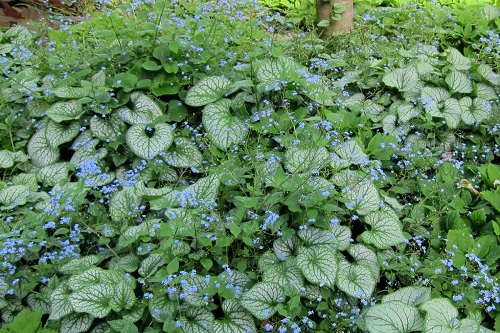 Flowering Ground Cover 37