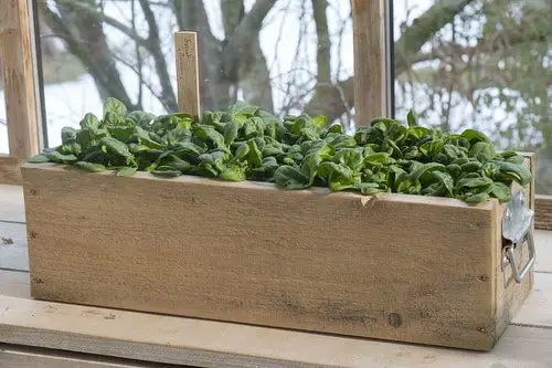 Amazing Juice and Smoothie Plants to Grow in Pots