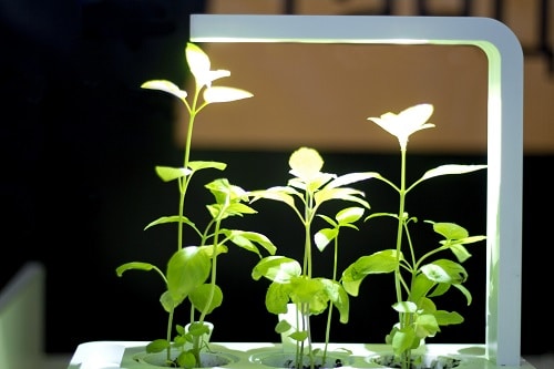 Best Light Hacks for Indoor Plant Use LED Lights