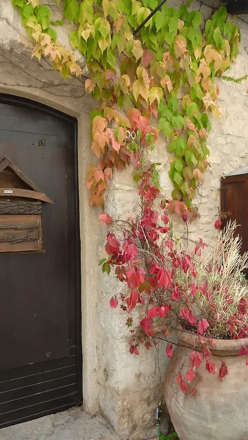 Climbing Plants for Pots 4