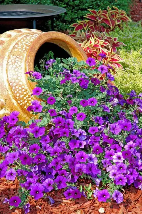 Spilled Pot beautiful waterfall-like appearance from petunias