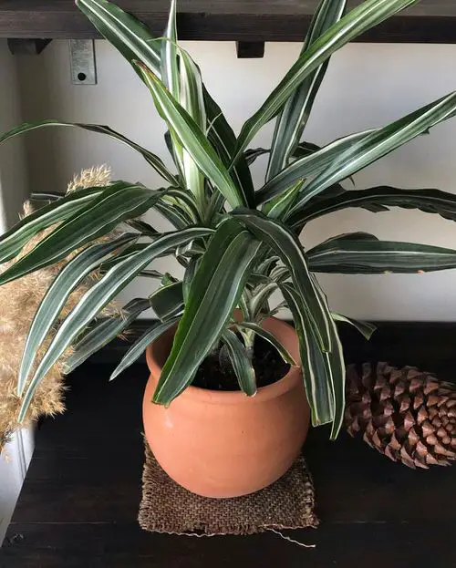 Low Maintenance Indoor Plant-Draceana Warnekii