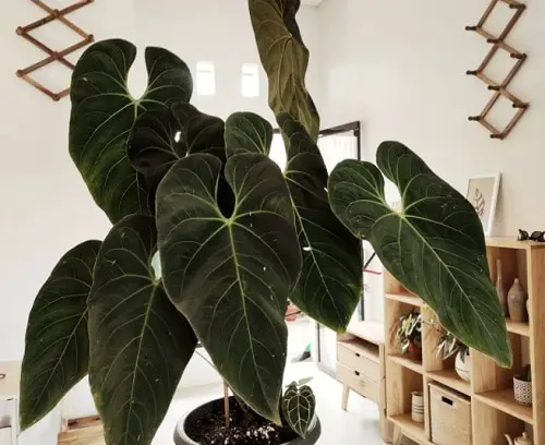 Fanciest Anthuriums 20