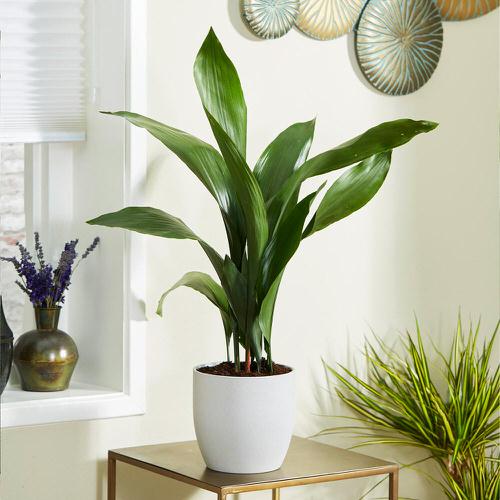 Low Maintenance Indoor Plant-Cast Iron Plant
