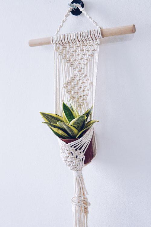 Best Hanging Succulents with image