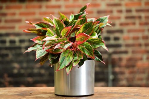 Low Maintenance Indoor Plant-Red Aglaonema