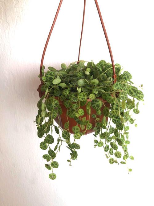 Hanging Succulents ideas