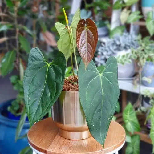 Fanciest Anthuriums 21