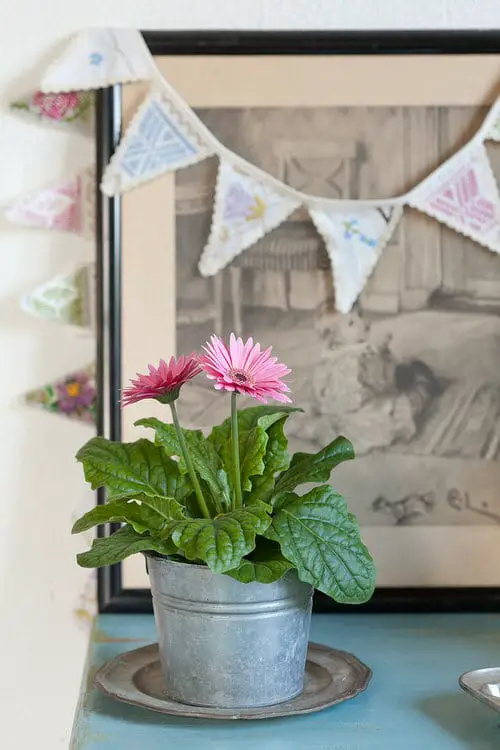 Plants That Release Oxygen 24 Hours indoor